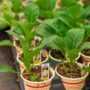 Cauliflower – Self-Blanche – 4″ Pot